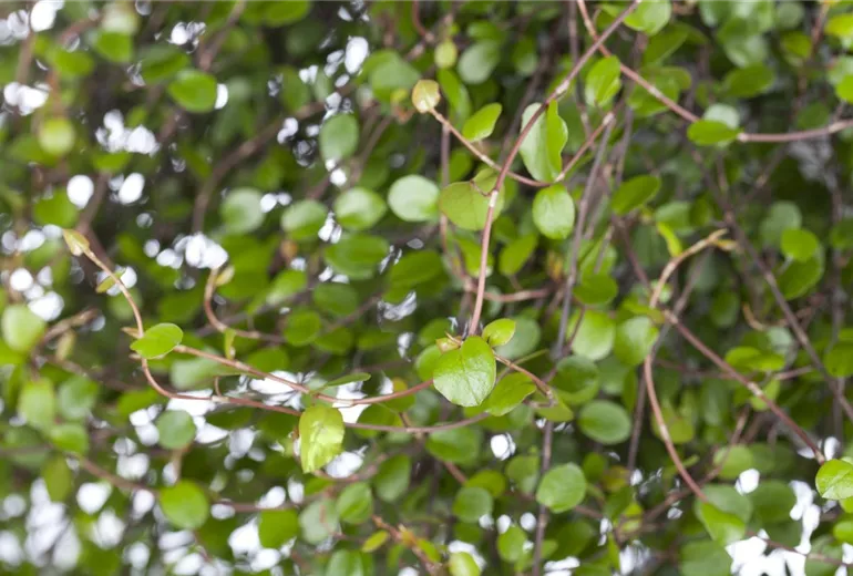 Muehlenbeckia complexa Muehlenbeckia complexa