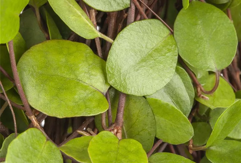 Muehlenbeckia axillaris Muehlenbeckia axillaris