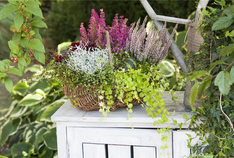 Lysimachia nummularia Lysimachia nummularia