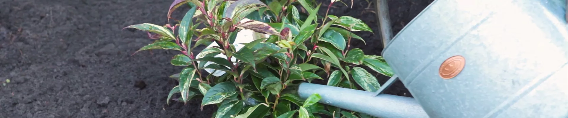 Traubenmyrthe - Einpflanzen im Garten (thumbnail) Traubenmyrthe - Einpflanzen im Garten (thumbnail)