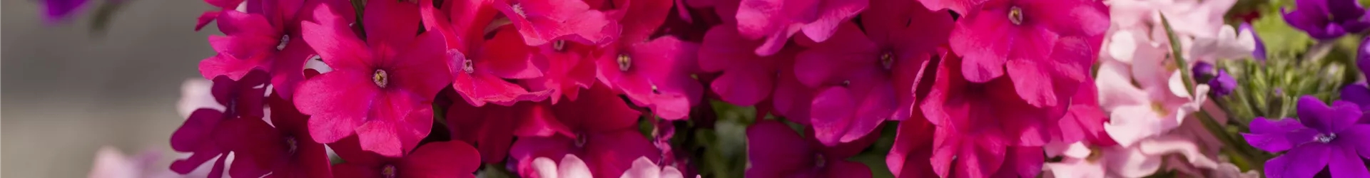 Verbena 'Lindolena' Verbena 'Lindolena'