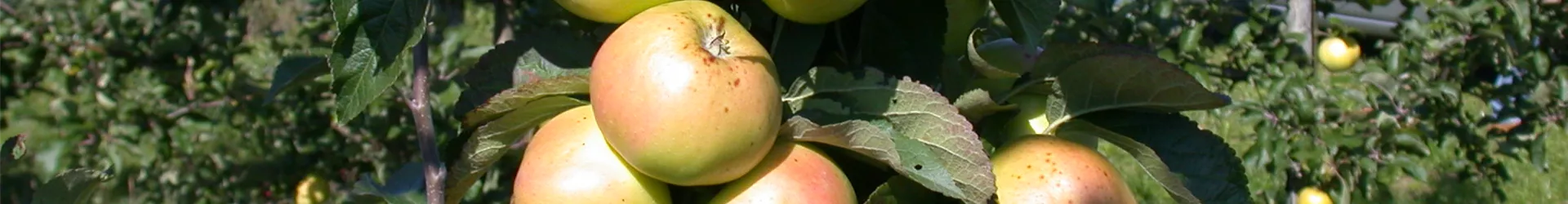 Malus domestica 'Minister von Hammerstein'(s) Malus domestica 'Minister von Hammerstein'(s)