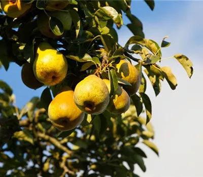 Pyrus com.'Gellerts Butterbirne' CAC Pyrus com.'Gellerts Butterbirne' CAC