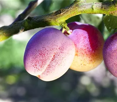 Prunus dom.'The Czar' CAC Prunus dom.'The Czar' CAC