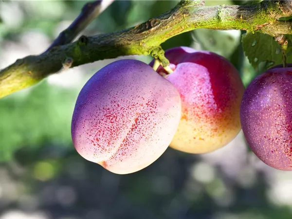 Prunus dom.'The Czar' CAC Prunus dom.'The Czar' CAC