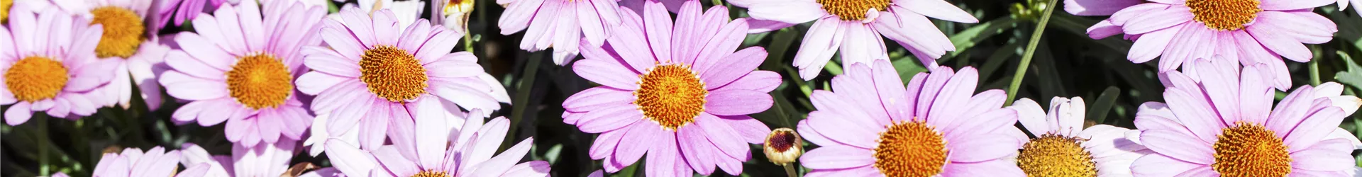 Argyranthemum frutescens, rosa Argyranthemum frutescens, rosa