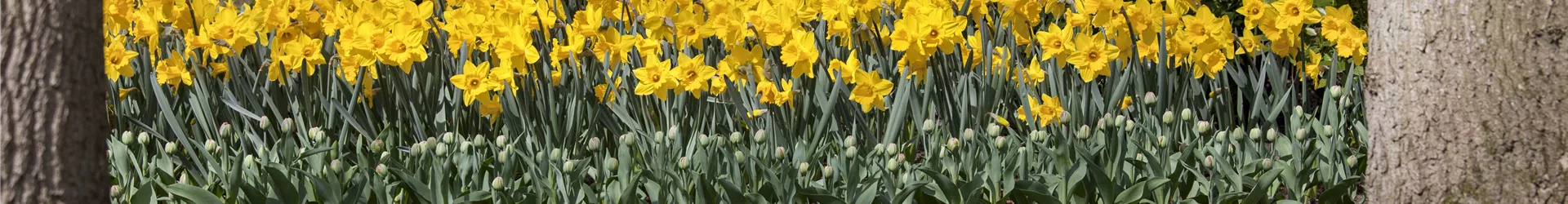 Beet mit Narzissen Beet mit Narzissen