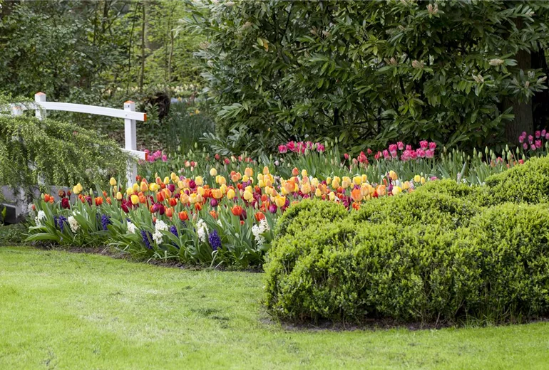 Buxus microphylla Buxus microphylla