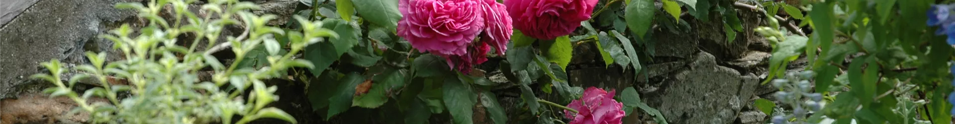 Kletterrose, pink Kletterrose, pink