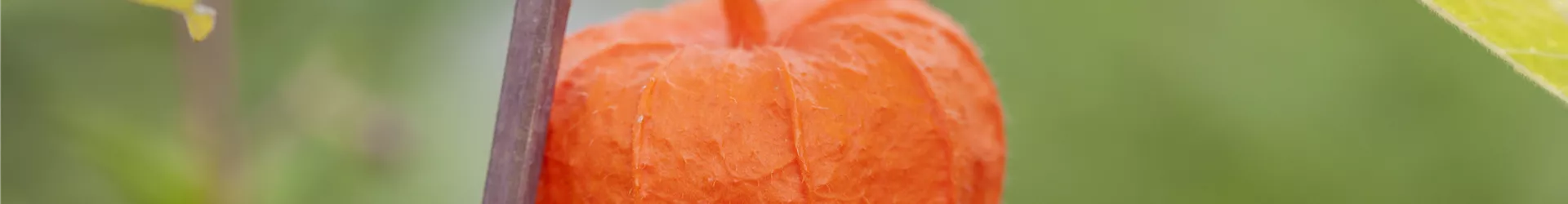 Physalis alkekengi var. franchetii Physalis alkekengi var. franchetii