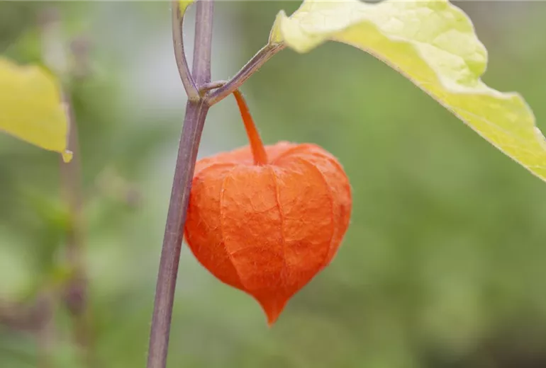 Physalis alkekengi var. franchetii Physalis alkekengi var. franchetii