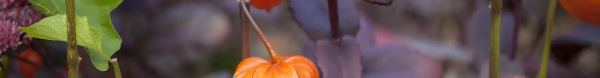 Physalis alkekengi var. franchetii