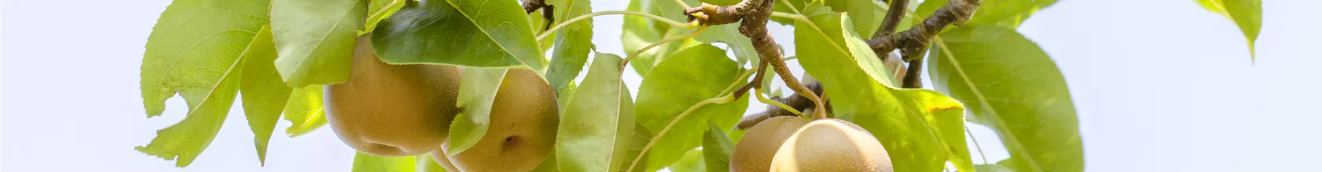 Pyrus pyraster 'Kosui' Pyrus pyraster 'Kosui'