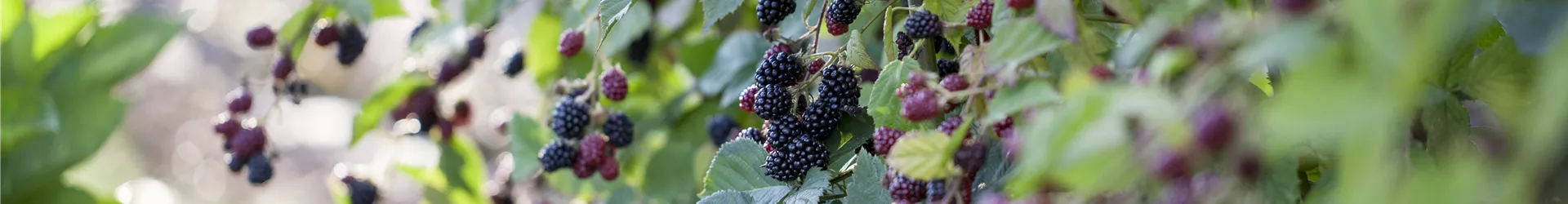 Rubus fruticosus Rubus fruticosus