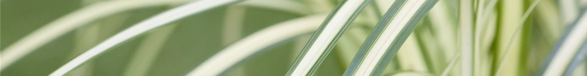 Carex oshimensis 'Evergold' Carex oshimensis 'Evergold'