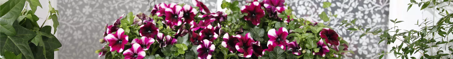 Petunia, zweifarbig