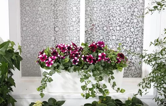 Bereit für den Sommer – Balkon und Garten blühen richtig auf Bereit für den Sommer – Balkon und Garten blühen richtig auf