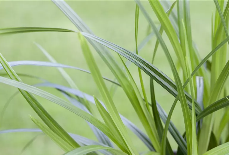 Carex morrowii ssp. foliosissima 'Irish Green' Carex morrowii ssp. foliosissima 'Irish Green'