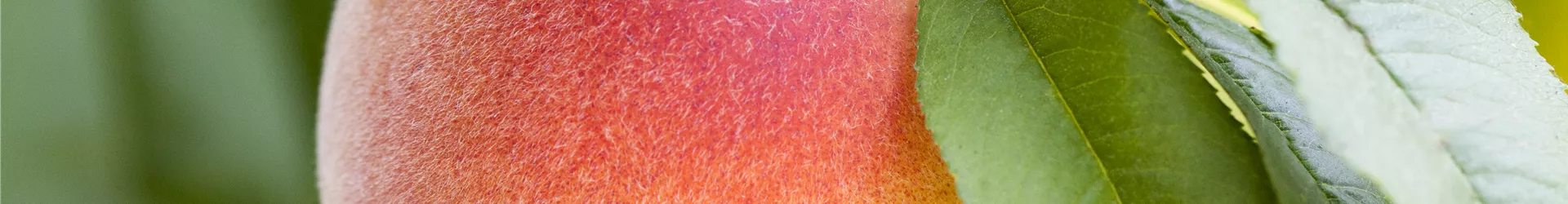 Prunus persica Prunus persica