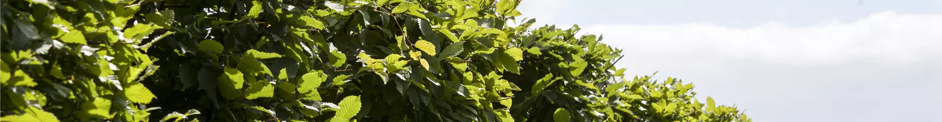Carpinus betulus 'Frans Fontaine' Carpinus betulus 'Frans Fontaine'