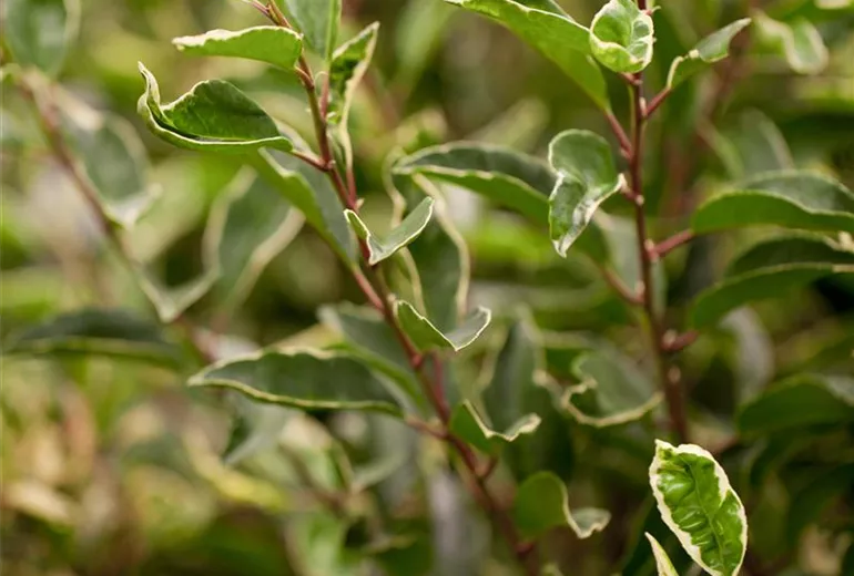 Prunus lusitanica 'Variegata'