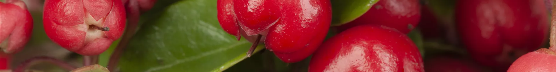 Gaultheria procumbens