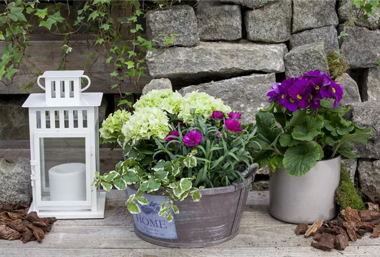 Primula obconica Primula obconica