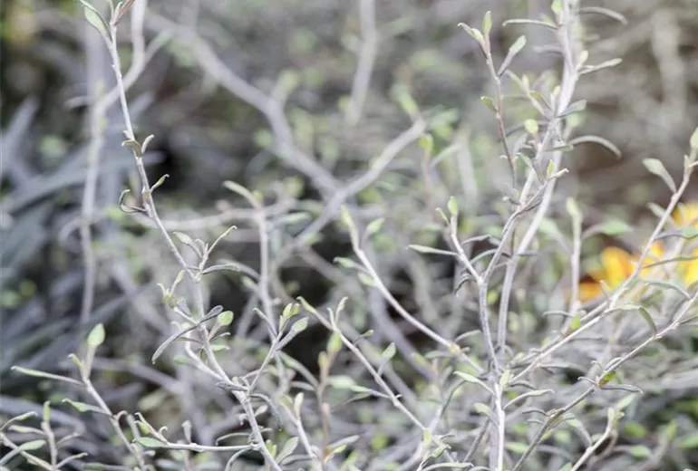 Corokia cotoneaster