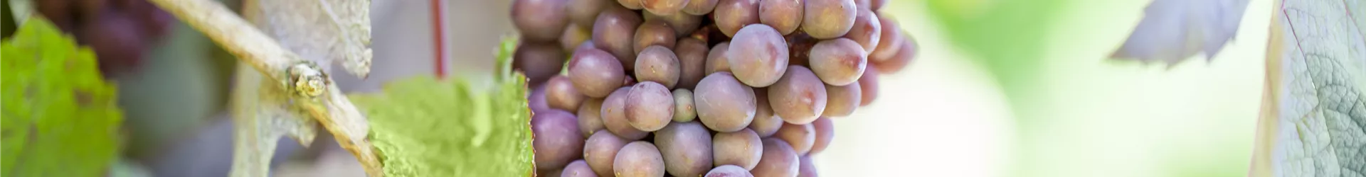 Vitis vinifera 'Purpurascens' Vitis vinifera 'Purpurascens'