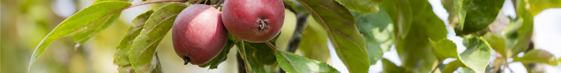 Malus domestica Malus domestica