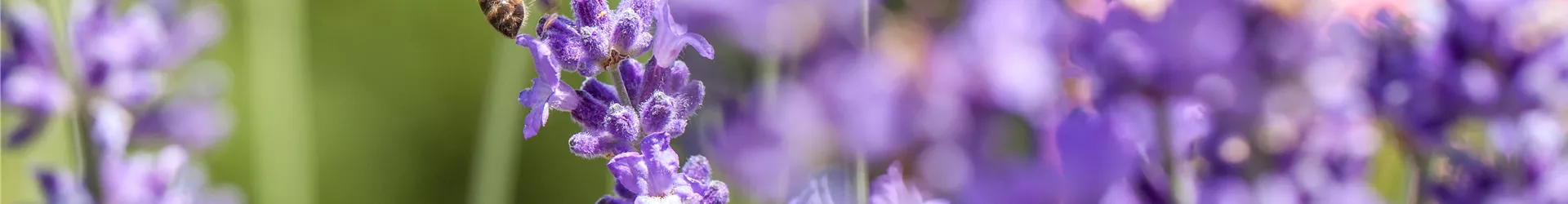 Lavendel mit Biene