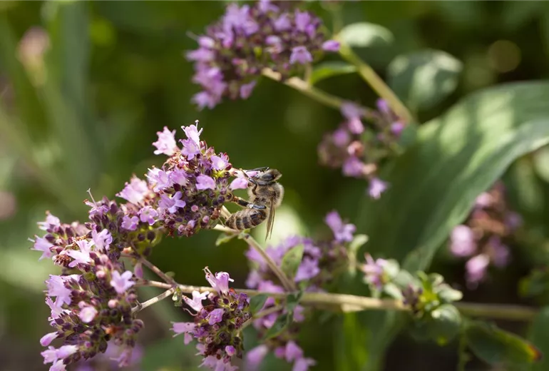 Origanum vulgare