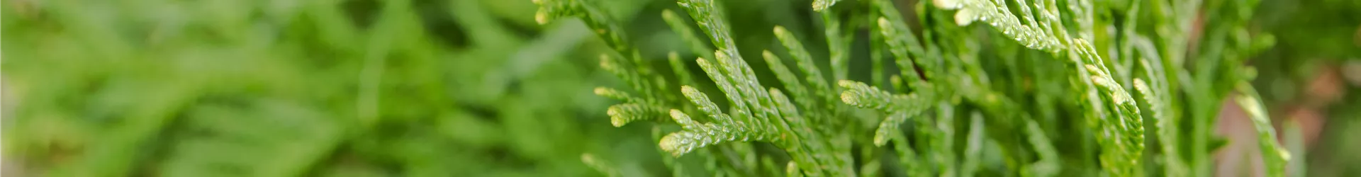 Thuja occidentalis 'Smaragd' Thuja occidentalis 'Smaragd'