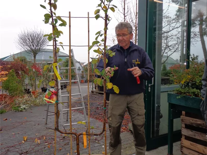 Obstgehölz-Schnittseminar
