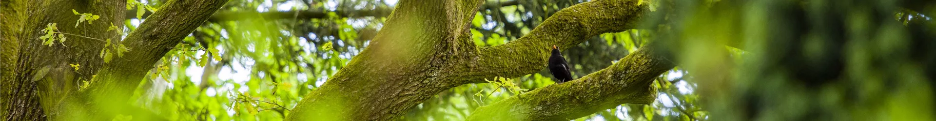 Amsel im Baum Amsel im Baum