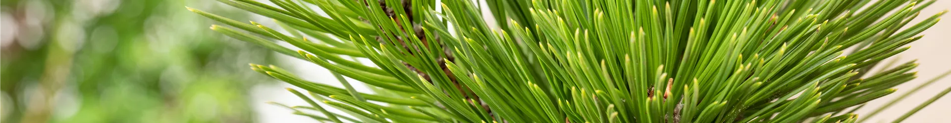 Koniferen, Bonsai Koniferen, Bonsai