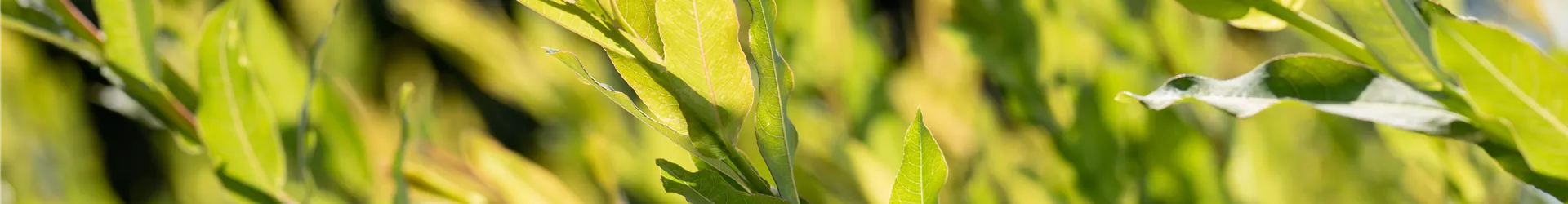 Salix purpurea Salix purpurea