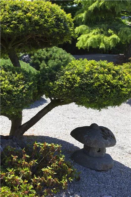 Taxus baccata