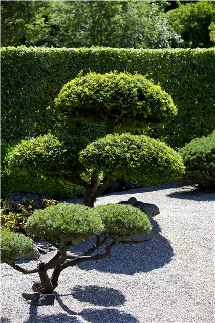 hedera helix ikea Efeu Hedera Helix Wonder - Pflanzen sicher zu dir nach Hause
