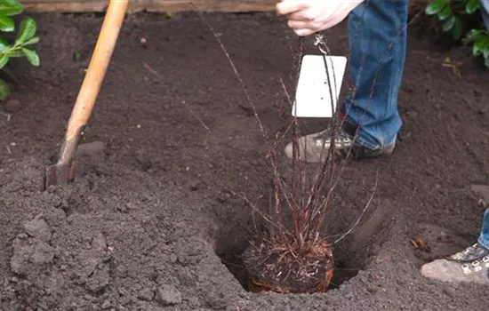 Strauchspiere - Einpflanzen im Garten Strauchspiere - Einpflanzen im Garten
