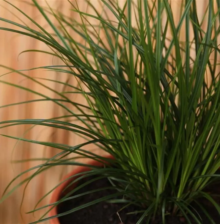Gartensegge - Einpflanzen in ein Gefäß Gartensegge - Einpflanzen in ein Gefäß
