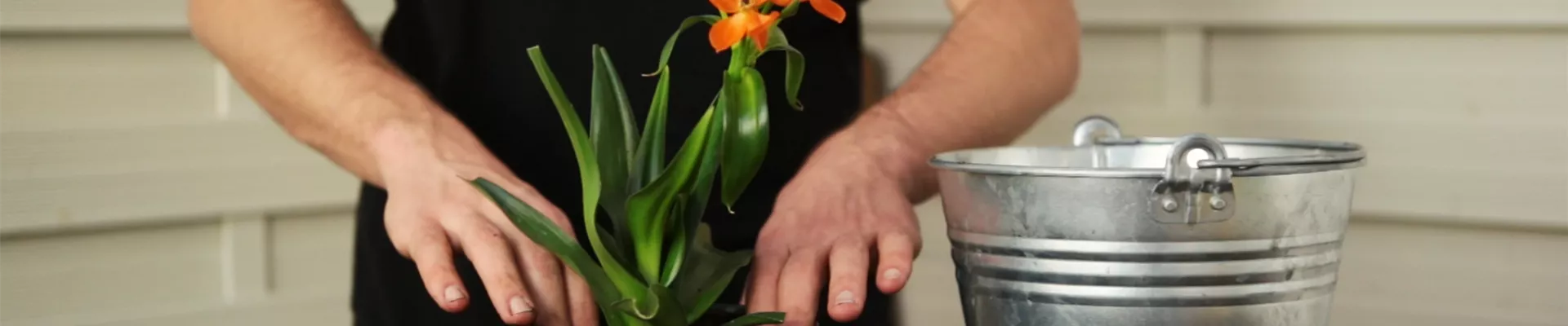 Milchstern - Einpflanzen in ein Gefäß (Thumbnail)