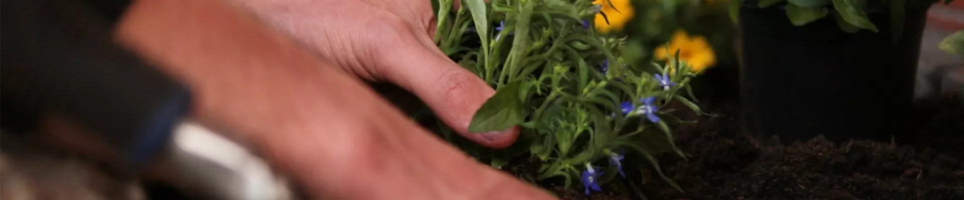 Männertreu - Einpflanzen im Garten (thumbnail)