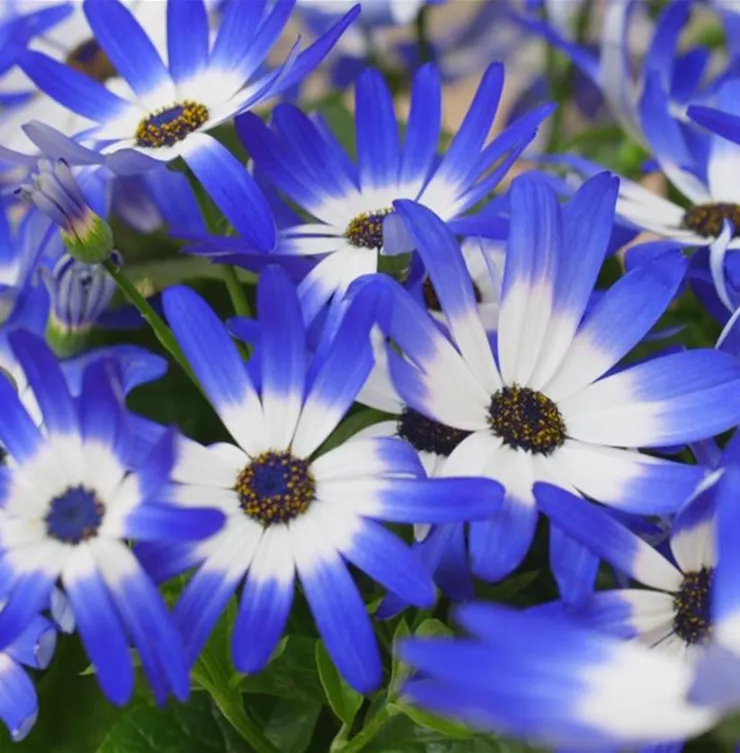 Aschenblumen - Einpflanzen im Garten