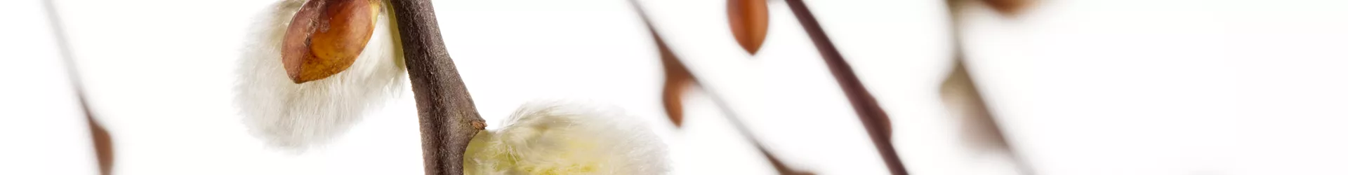 Salix caprea 'Pendula' Salix caprea 'Pendula'