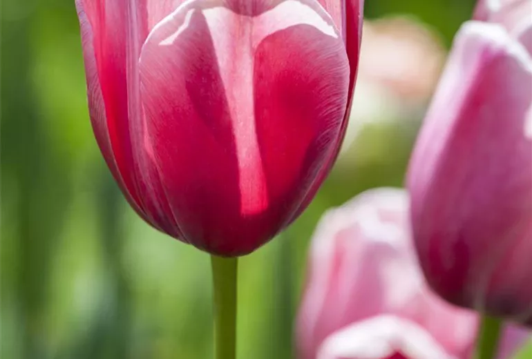 Tulipa Tulipa