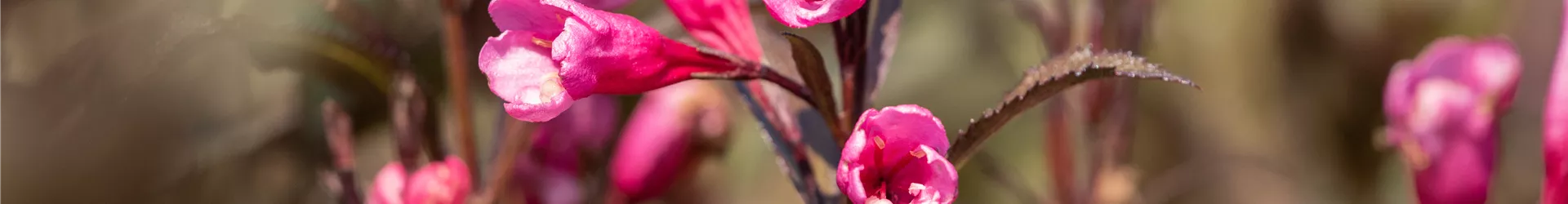 Weigela florida 'Victoria' Weigela florida 'Victoria'