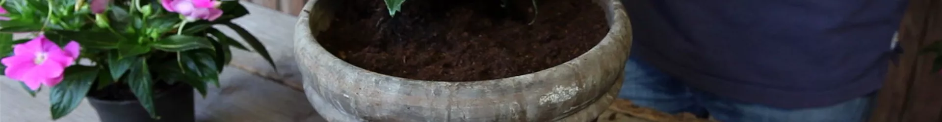 Edellieschen - Einpflanzen in ein Gefäß (4)