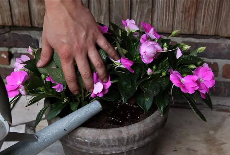 Edellieschen - Einpflanzen in ein Gefäß (5)