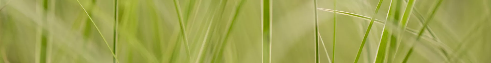 Carex brunnea 'Variegata' Carex brunnea 'Variegata'